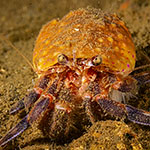 Pagurus prideaux